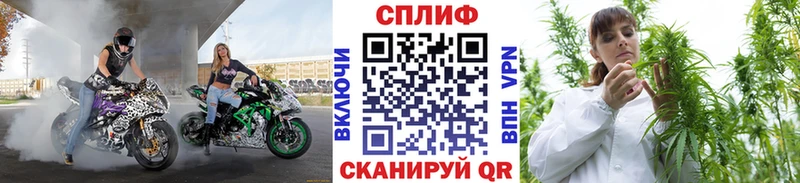 Конопля гибрид Ростов